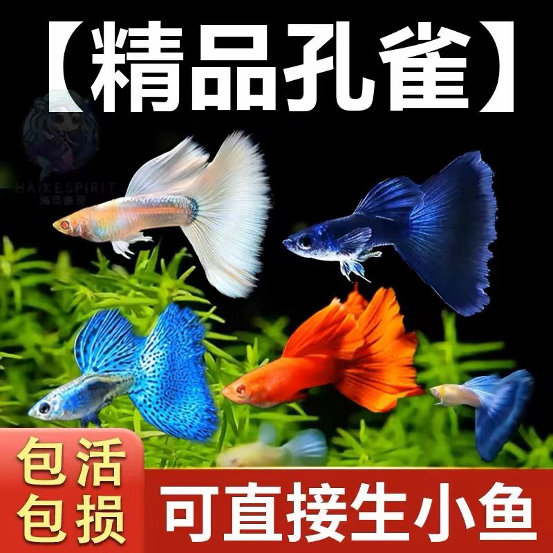 小型热带观赏鱼胎生鱼孔雀鱼好养耐活套餐