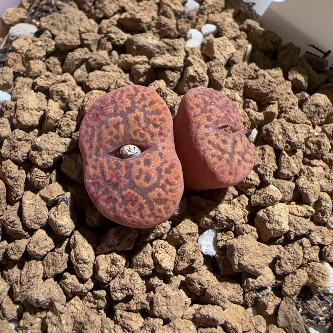 肉锥多肉植物组合-朱雀580