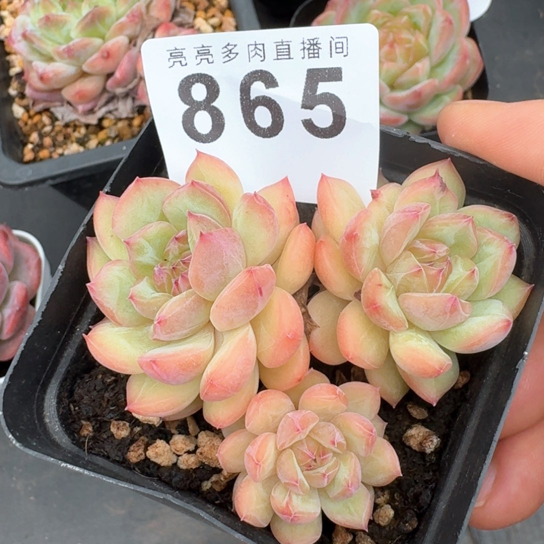 寒绯            精美多肉植物