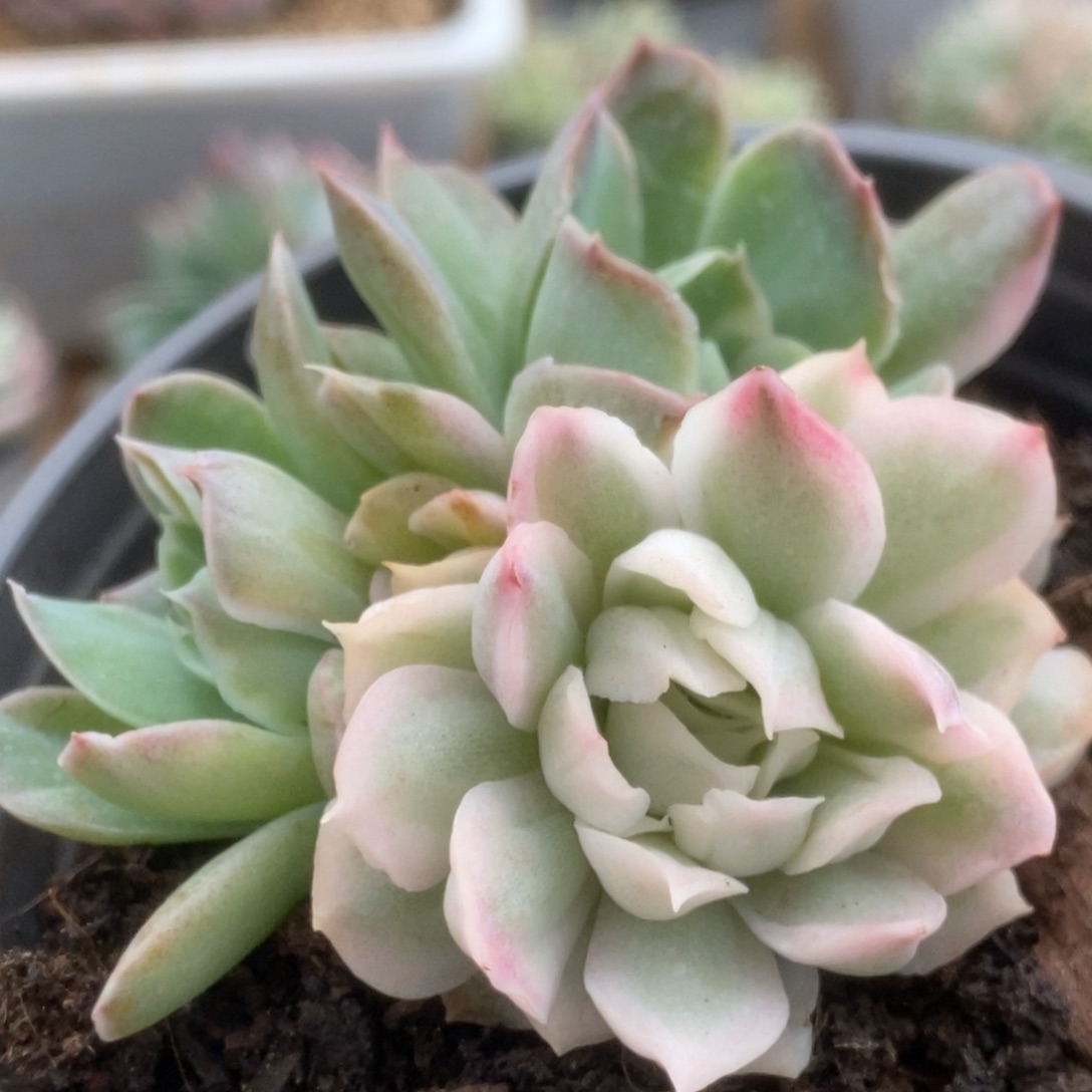 595海豚公主锦锦锦锦锦