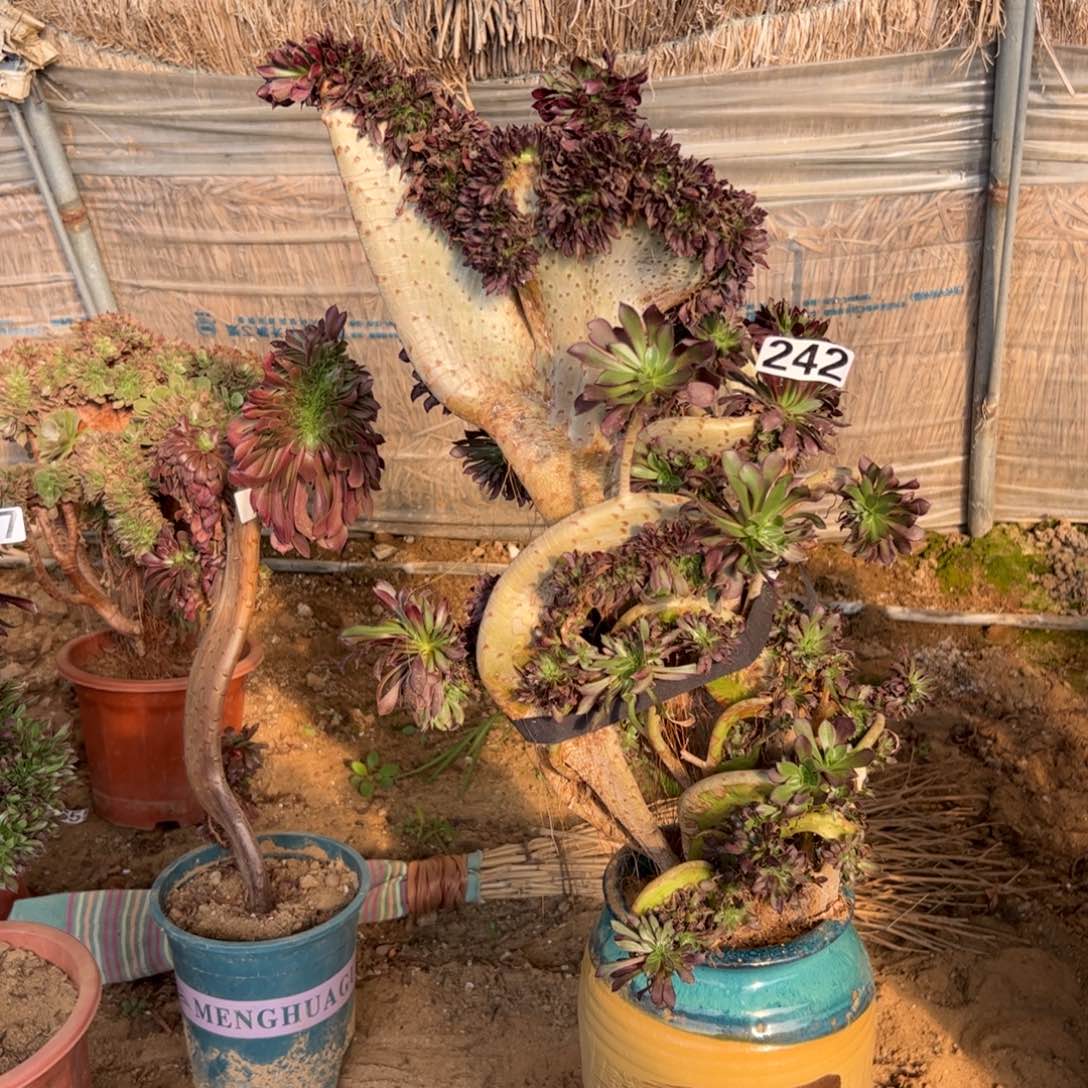 有伤黑缀242高度50厘米