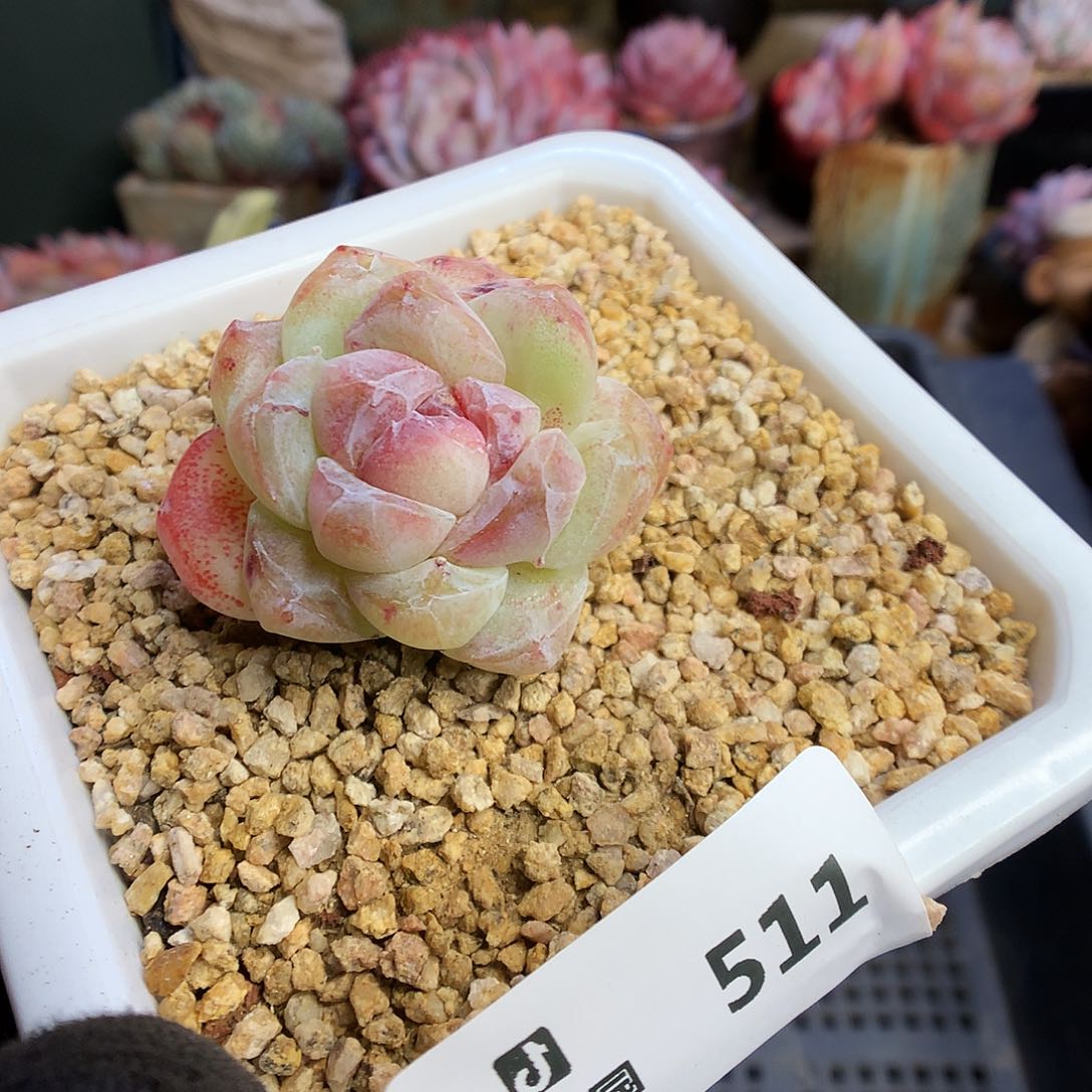 .511冰玉石化多肉植物