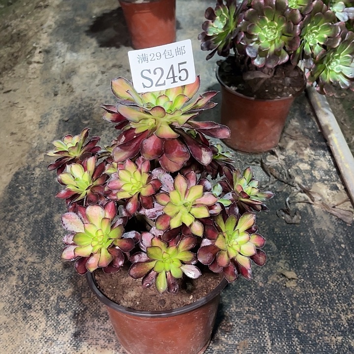 245魅力锦多肉植物     