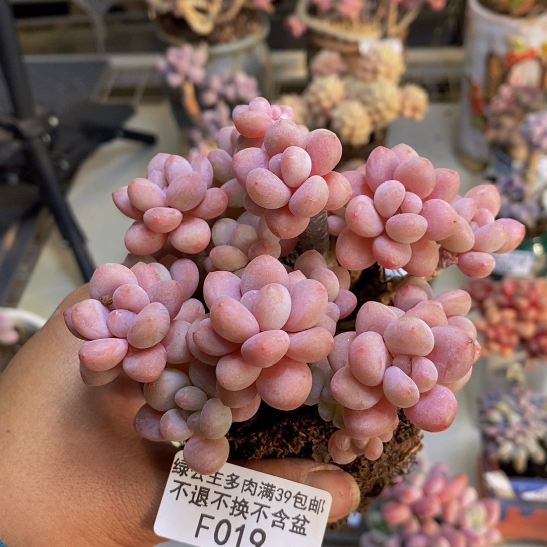 019鱼子酱多肉8c m