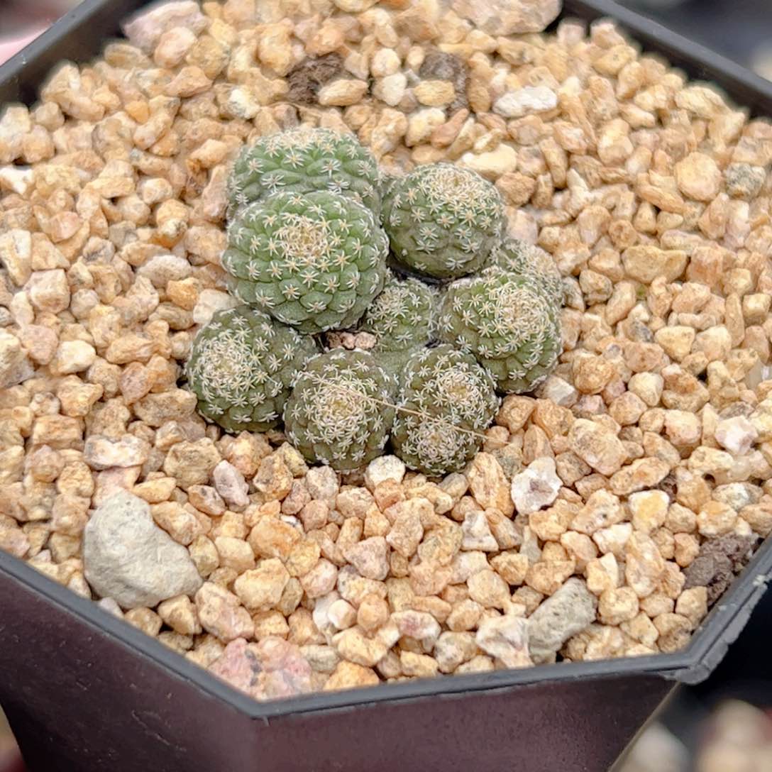 辣***?实生 菊水群生仙人球