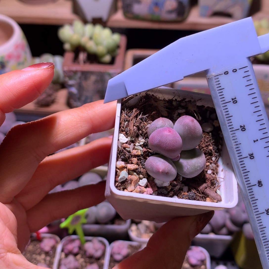 锦纹米可奶 精品韩国奶酪多肉