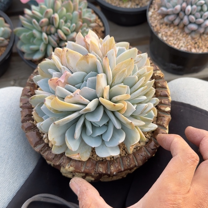 雪特老桩多肉五十包邮