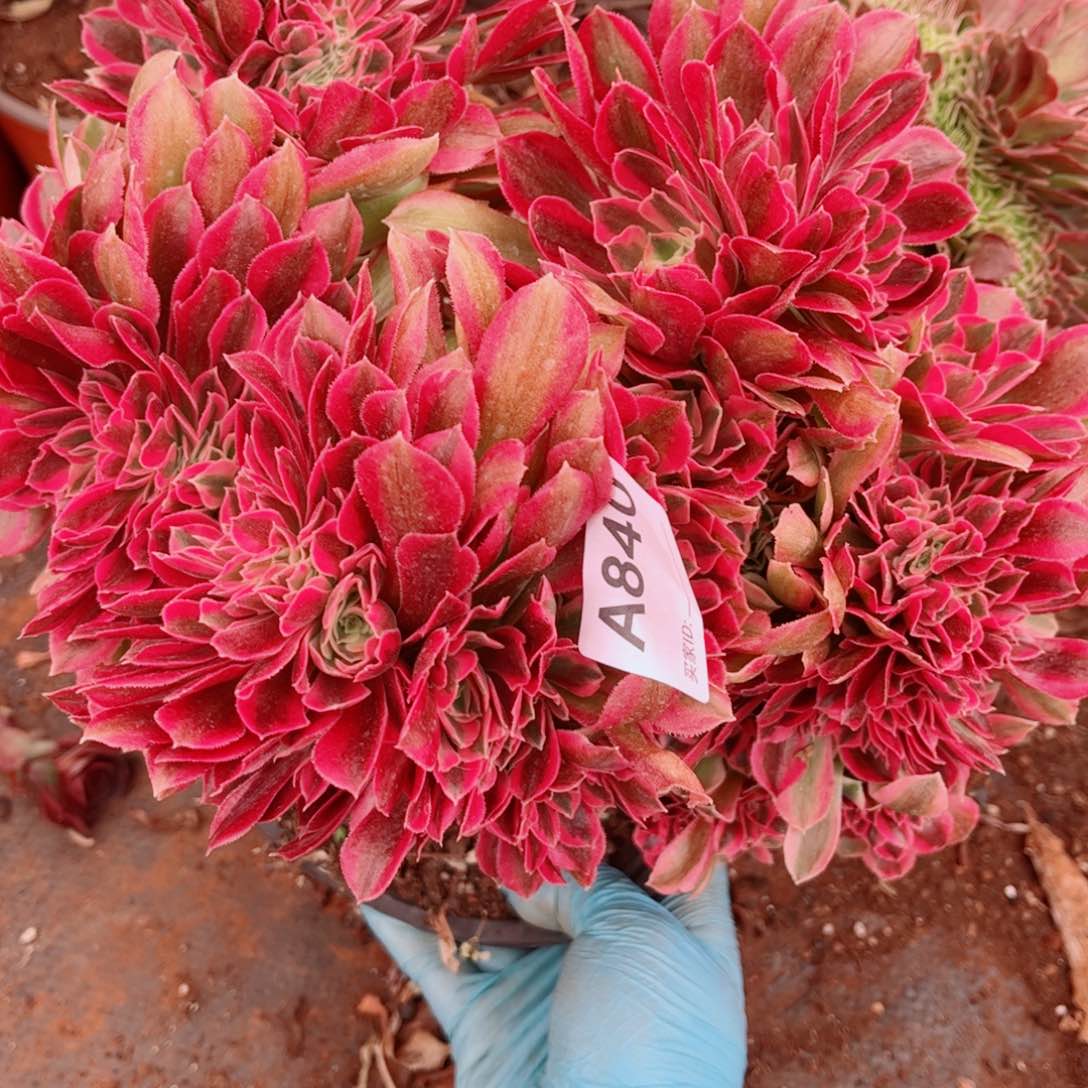 多肉植物840红袖