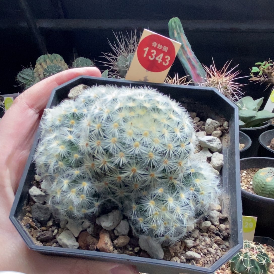 实生刘氏乳突群一颗9vm