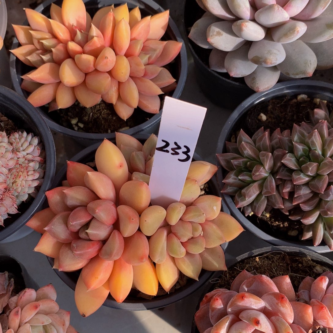 红象牙6266262626272