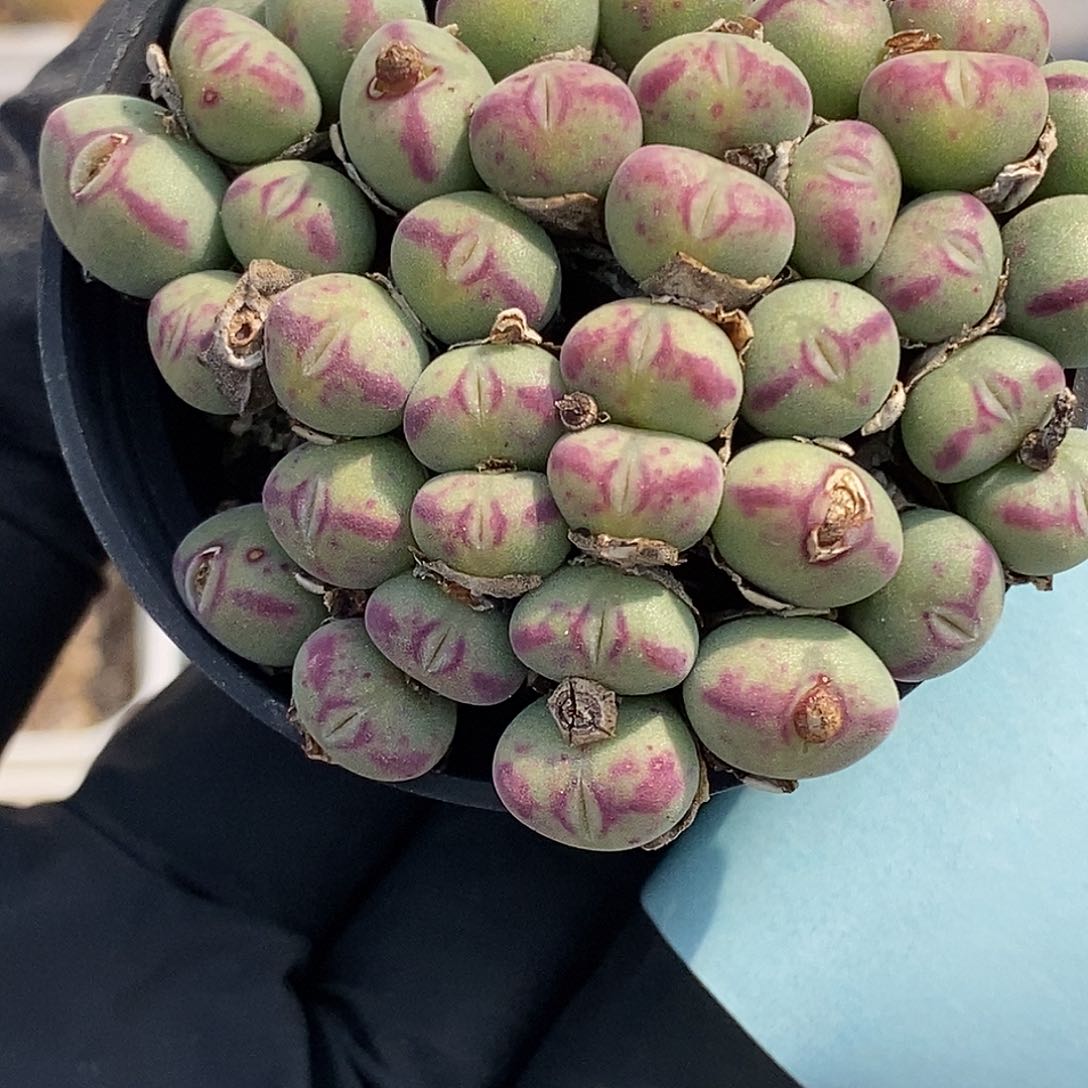 桃喜花园0330-4口笛