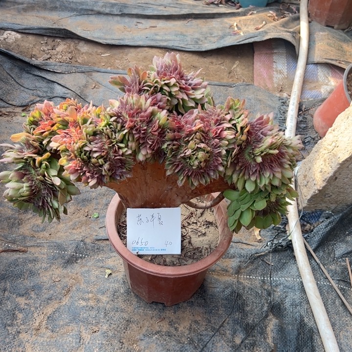 苏***夏多肉植物万圣节缀