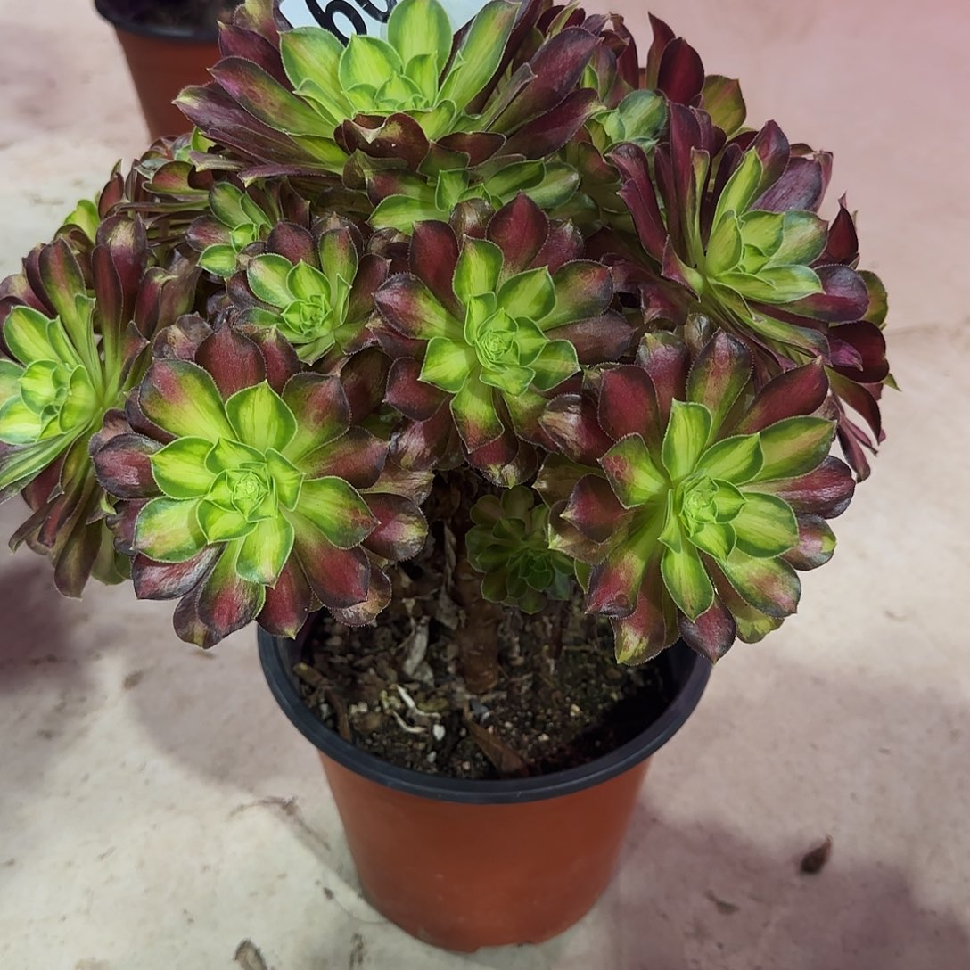 全部花朵韶华60000法师888888888