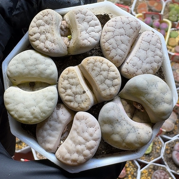 生石花1111111。  37