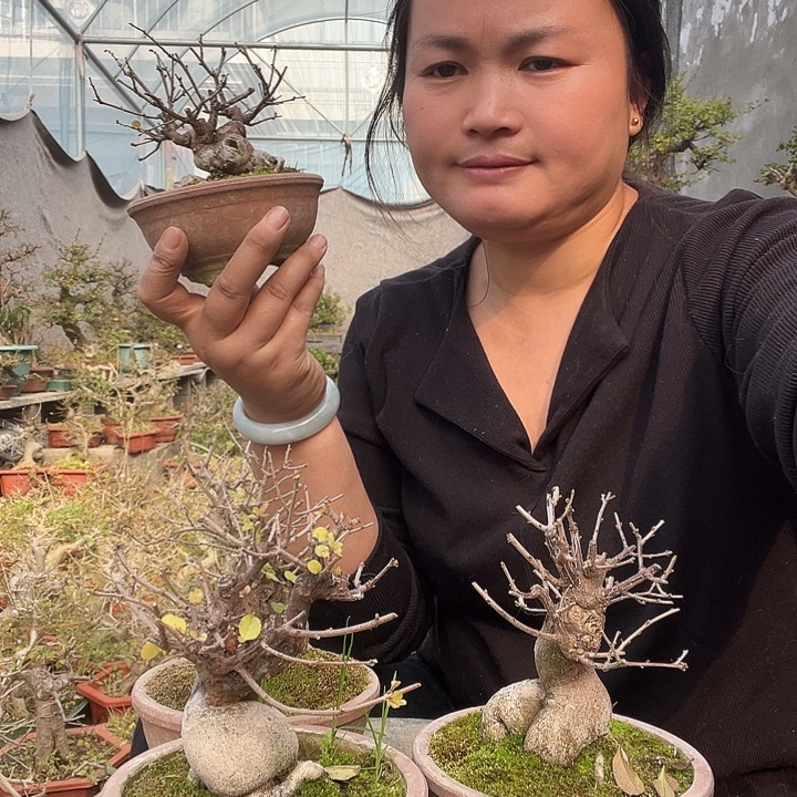 完全开放塑料雀梅雀梅