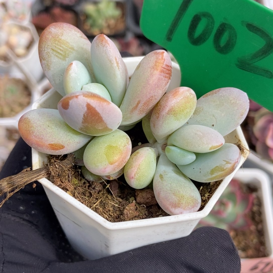 1002雪美人多肉植物保护