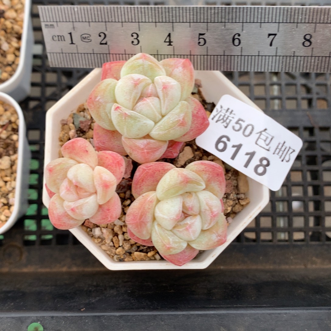 6118。老桩趴地母本白底冰玉