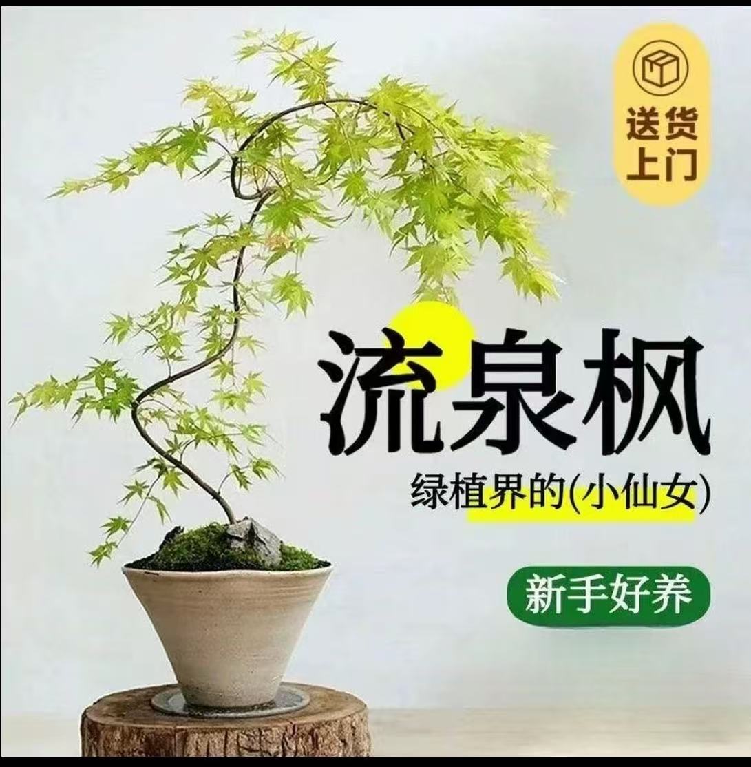 流泉枫盆栽树苗室内办公室桌面大型绿植花卉书房造型盆景