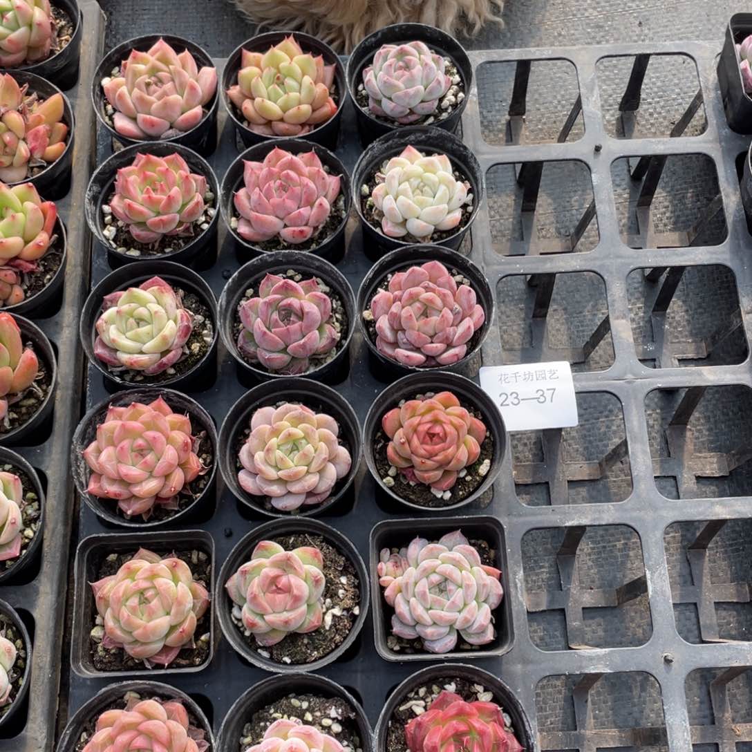 一物一拍18棵23-37