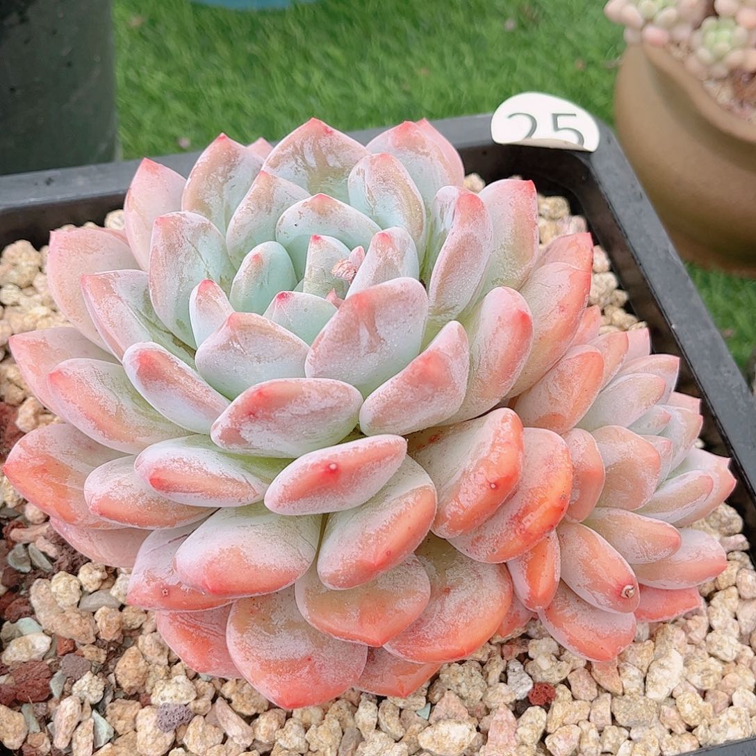韩版白桃老桩多肉
