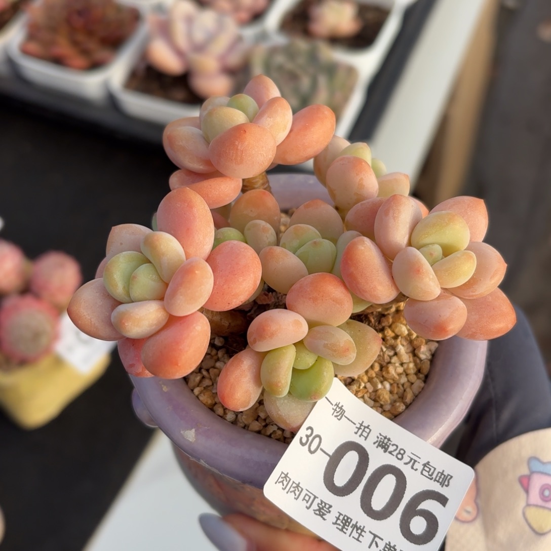 桔子洛神无盆土发货无盆