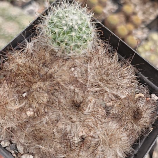 播种实生带大！！乳突属