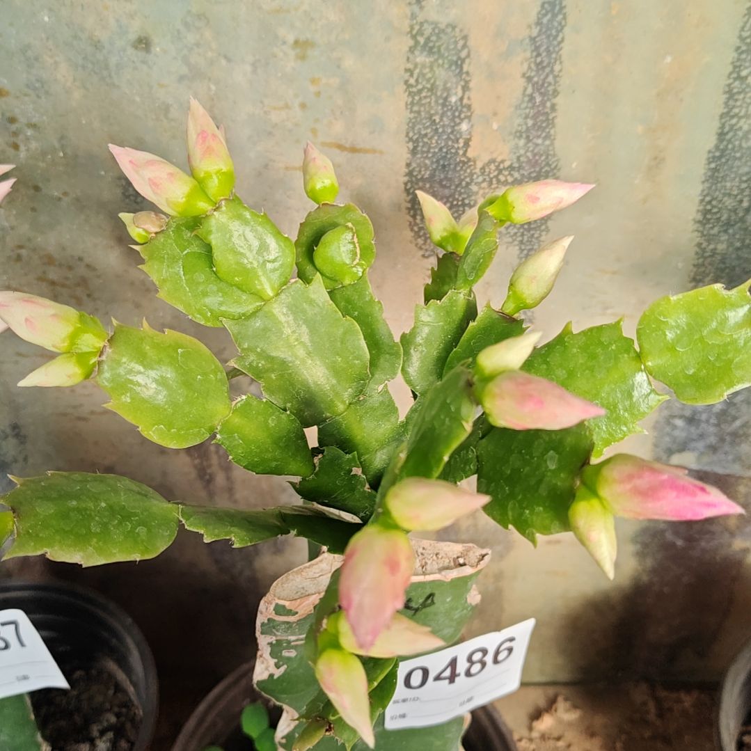 2224紫重双磨砂脱土脱盆易掉芽苞486