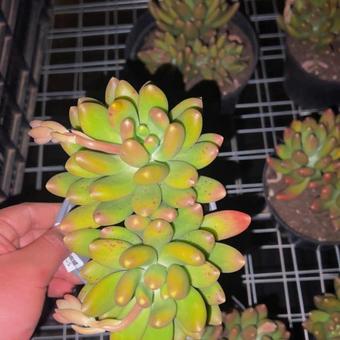 金蝉双头起老桩整桩