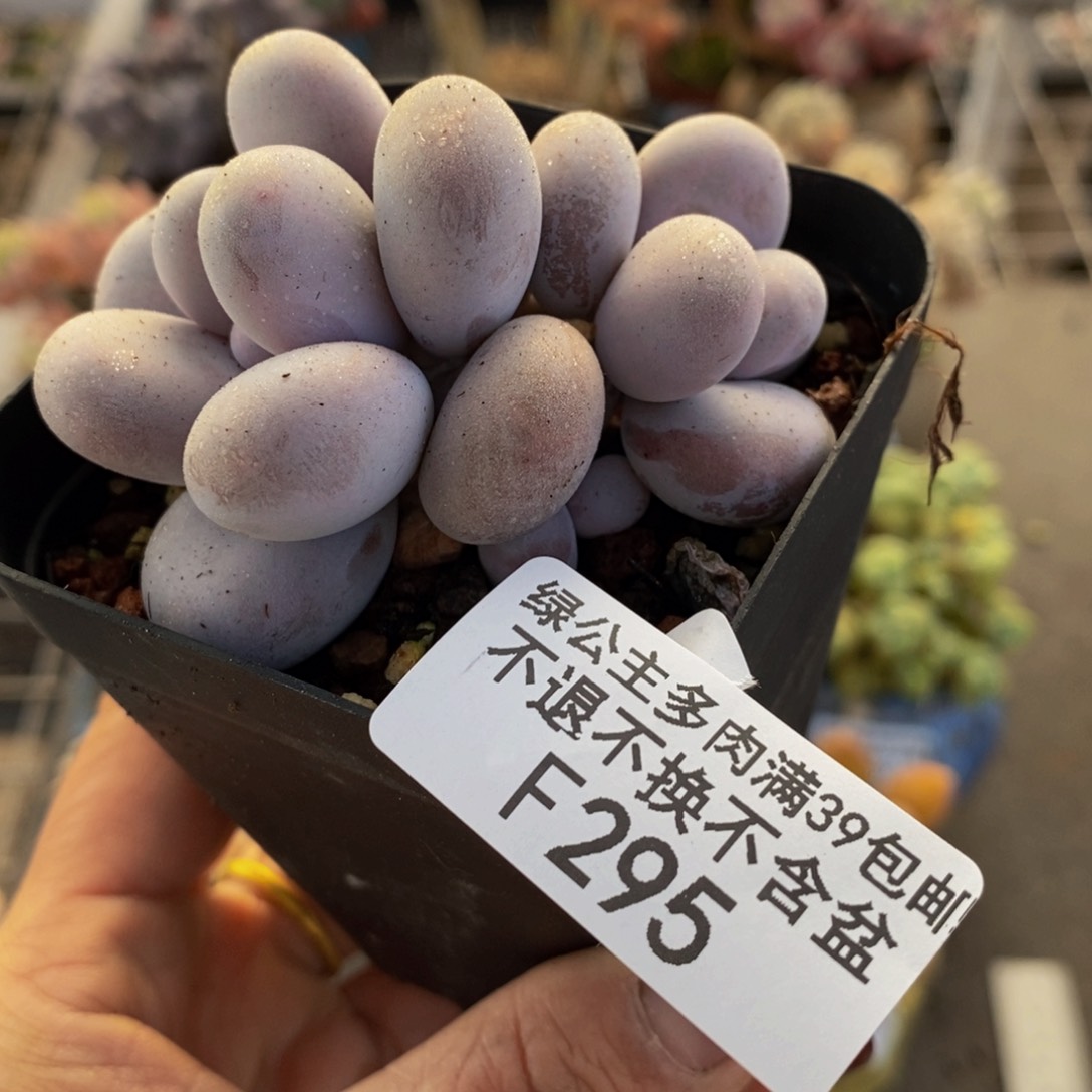 芭比奶酪295/7c m