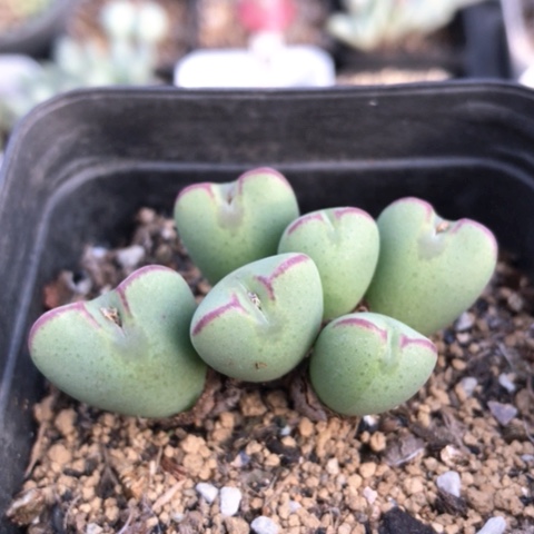 多肉肉锥 爱心将