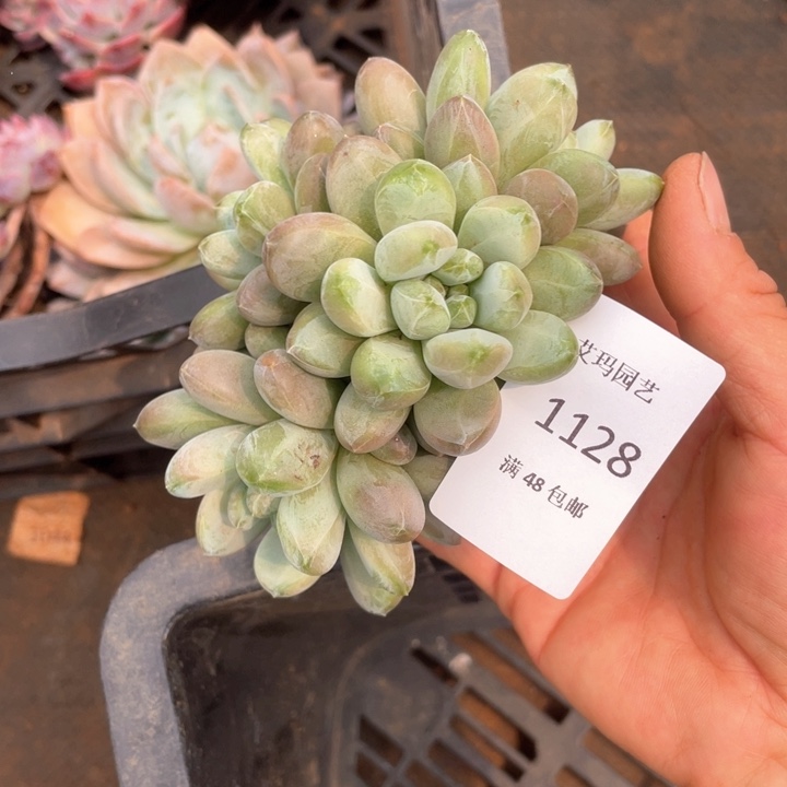 森林豆群生多肉1128