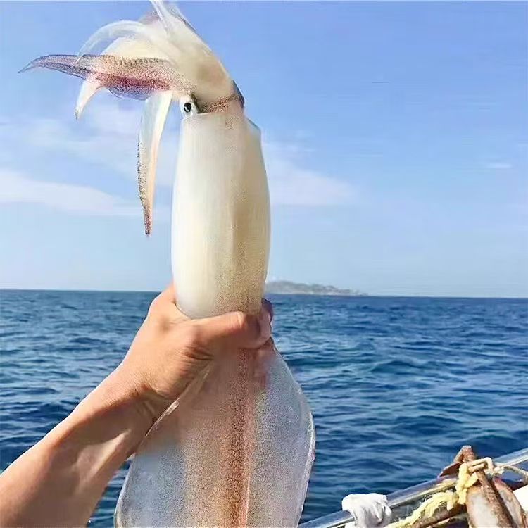 土豪款超高品质海钓活冻特大火箭鱿火箭鱿鱼鱿鱼大管大鱿鱼海鲜
