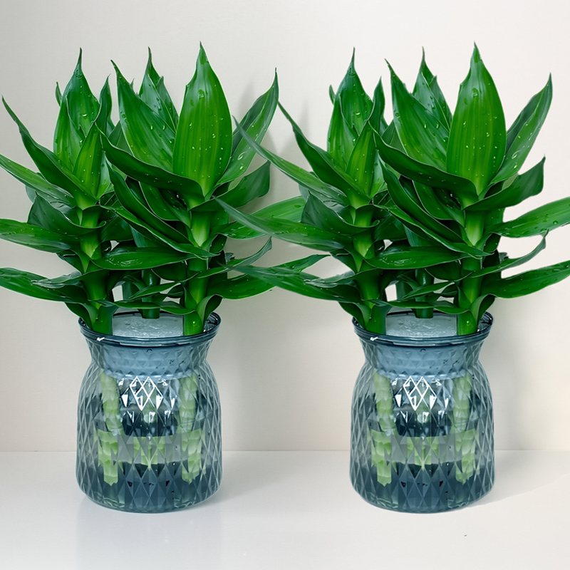 【买一送一】水培观音竹室内四季绿色桌面盆景盆栽轻奢烟灰树脂盆