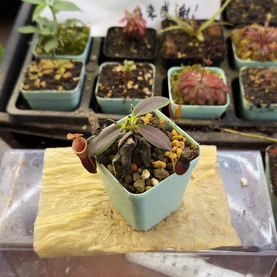 完全开放红色CLC个体