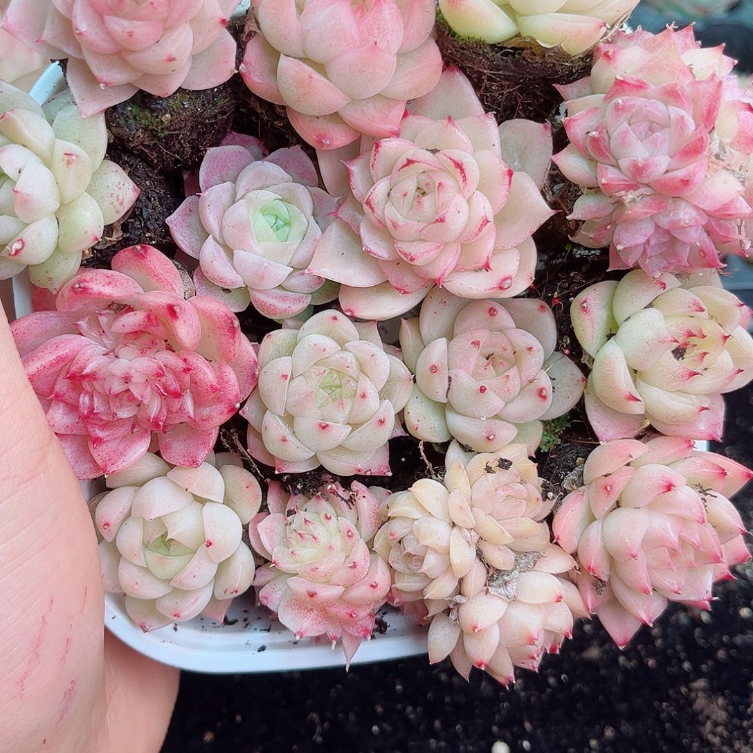 1-214 新疆西藏内蒙不发12.8包邮2-3公分多肉