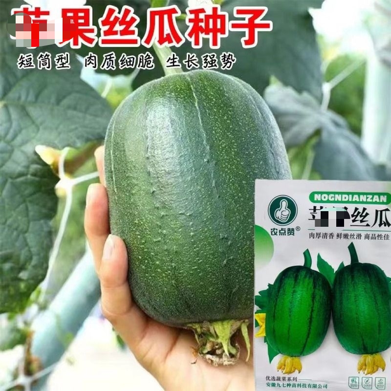 苹果丝瓜种子清香口感好吃大果型丝瓜种子商品性好蔬菜种子