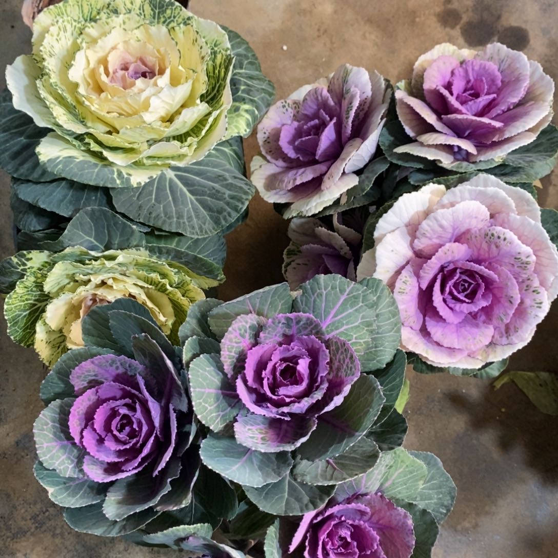 完全开放88888888