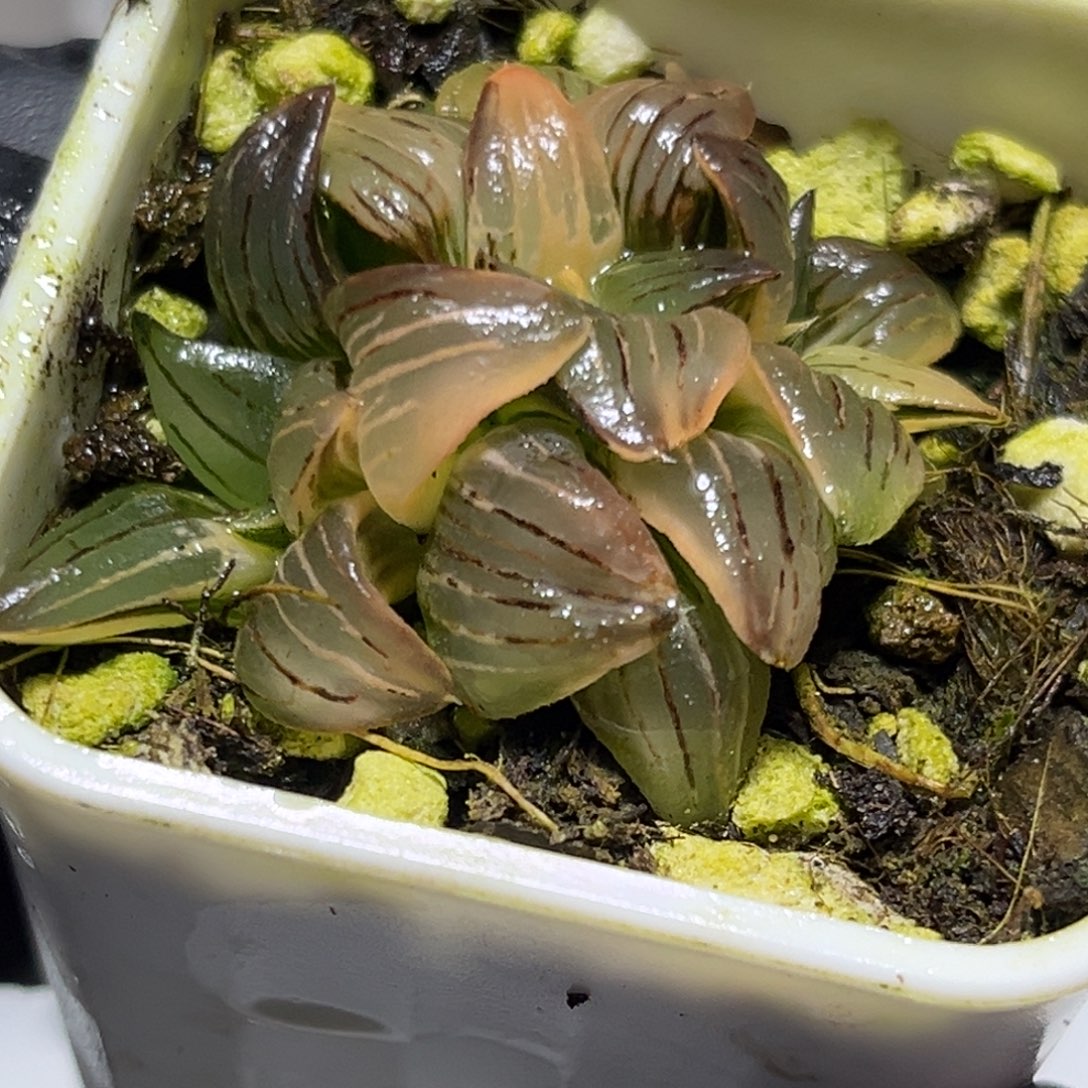 恭喜发财大吉大利0345红纹