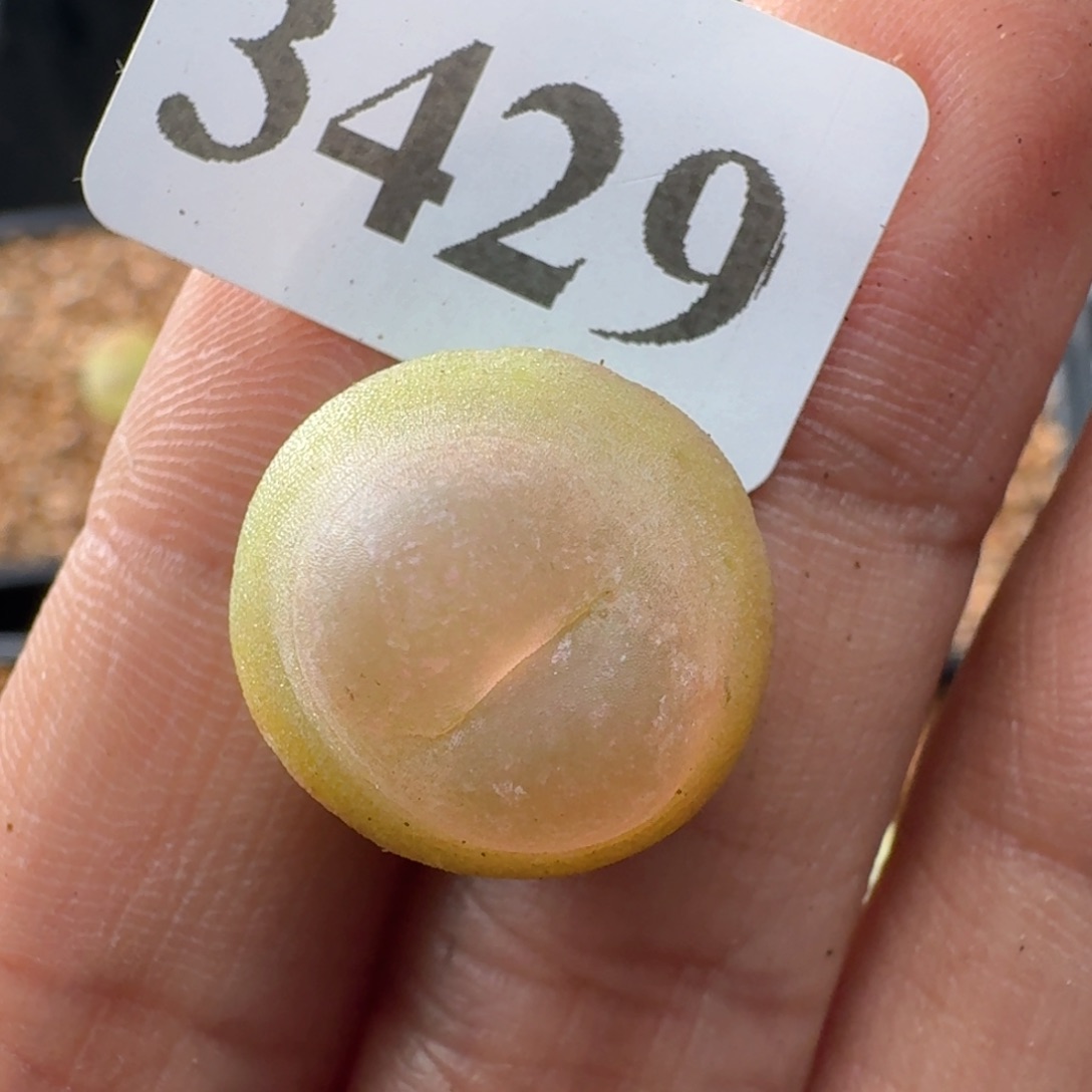 鸡***菇3429风铃玉肉锥植物