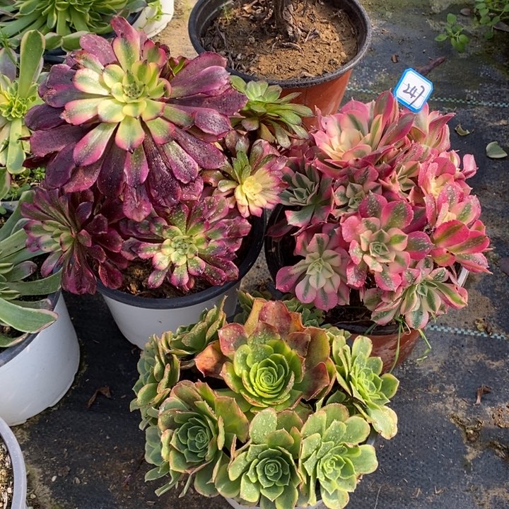 247美姬，粉女巫，奶白多肉