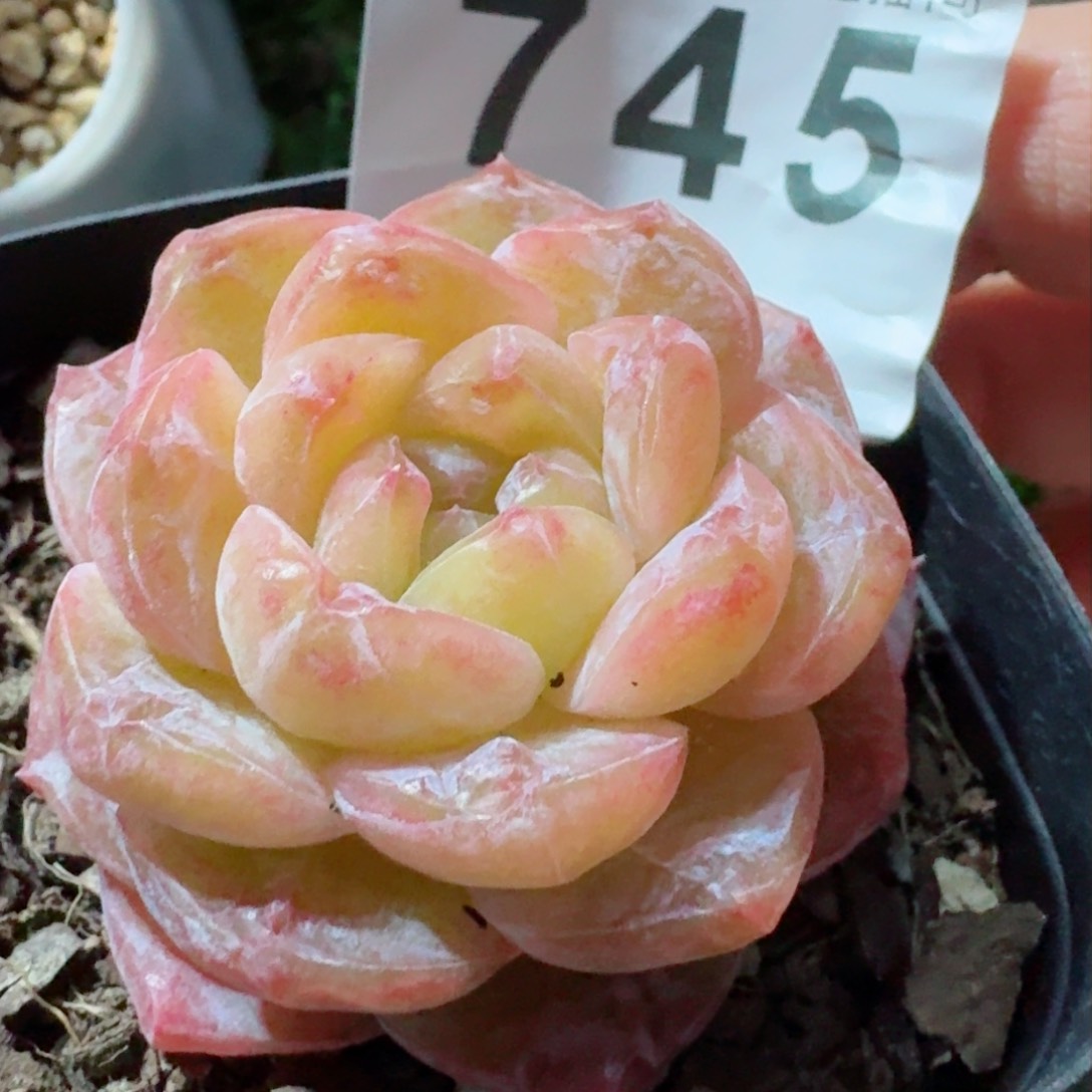 霜花石化         精品多肉