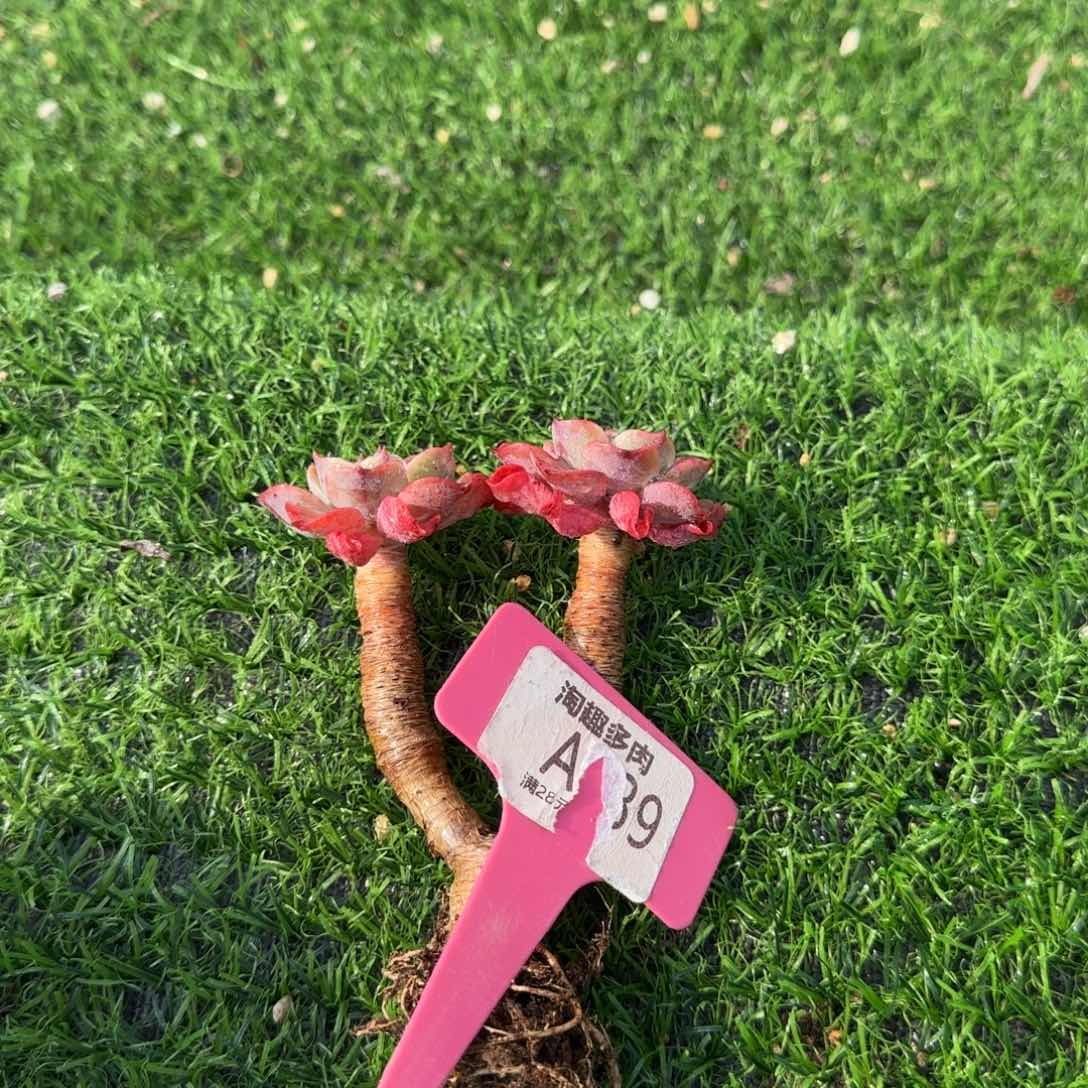 多肉植物阿美星星