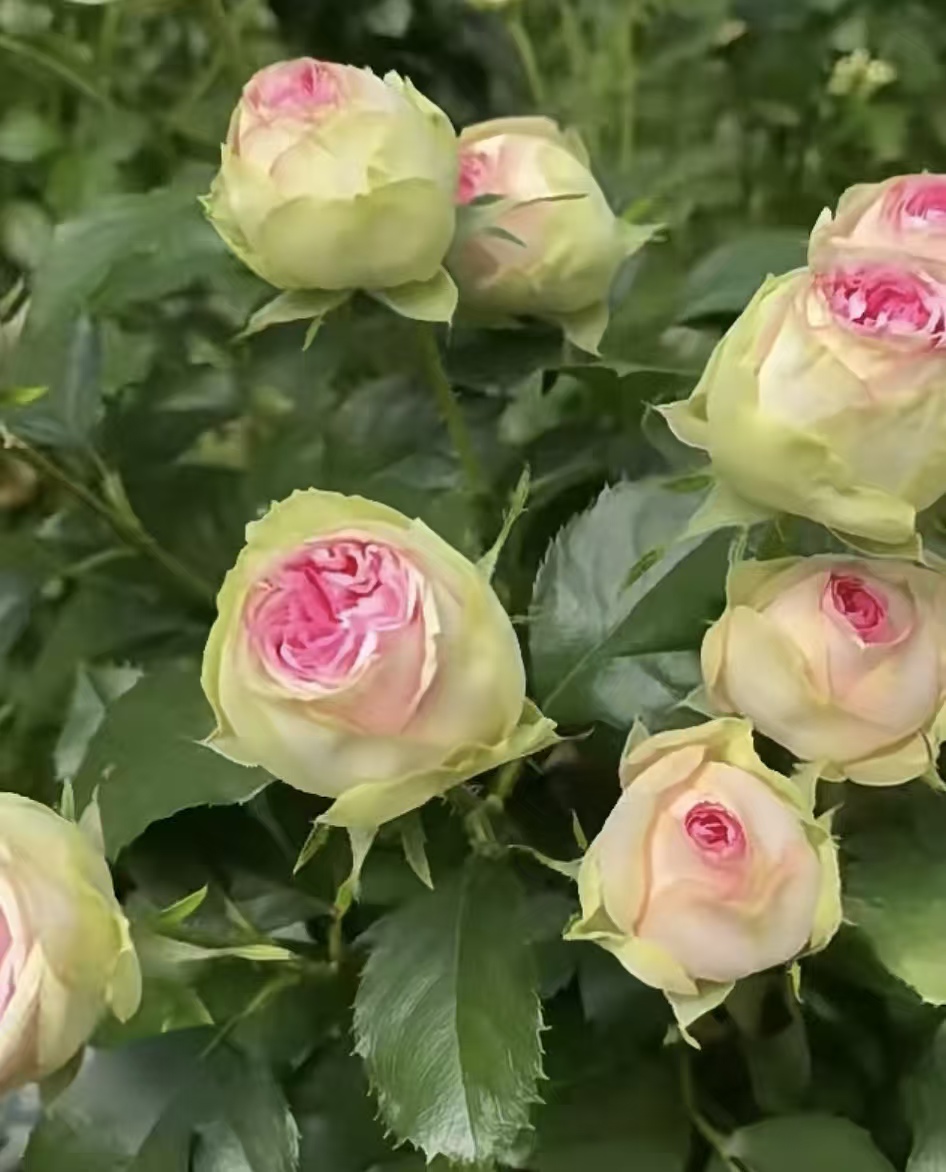 【花友坊】根接冰激凌月季绿植大花浓香庭院阳台盆栽四季开花灌木