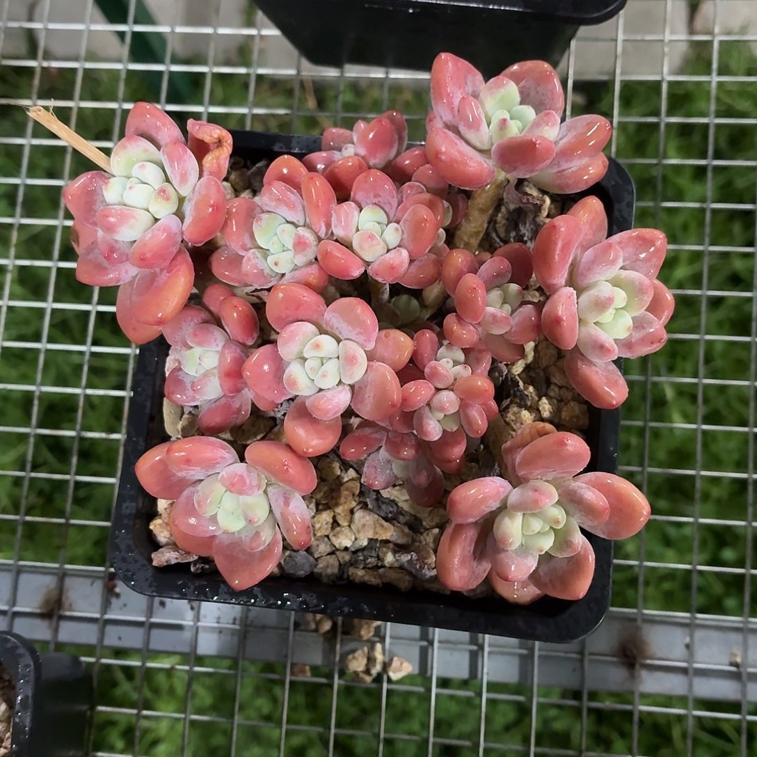 超级红洛神大群15㎝盆