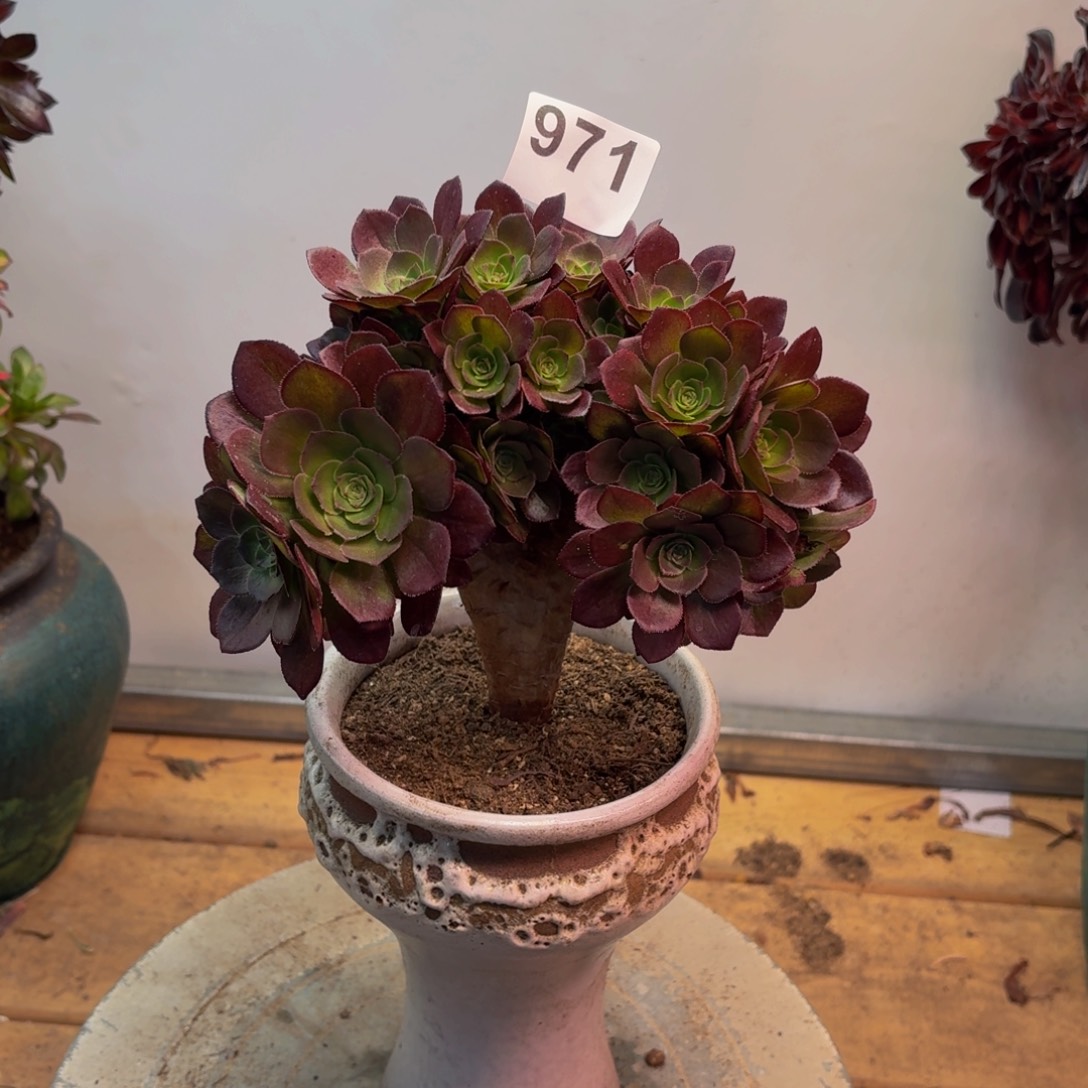 多肉法师万圣节缀拔毛971