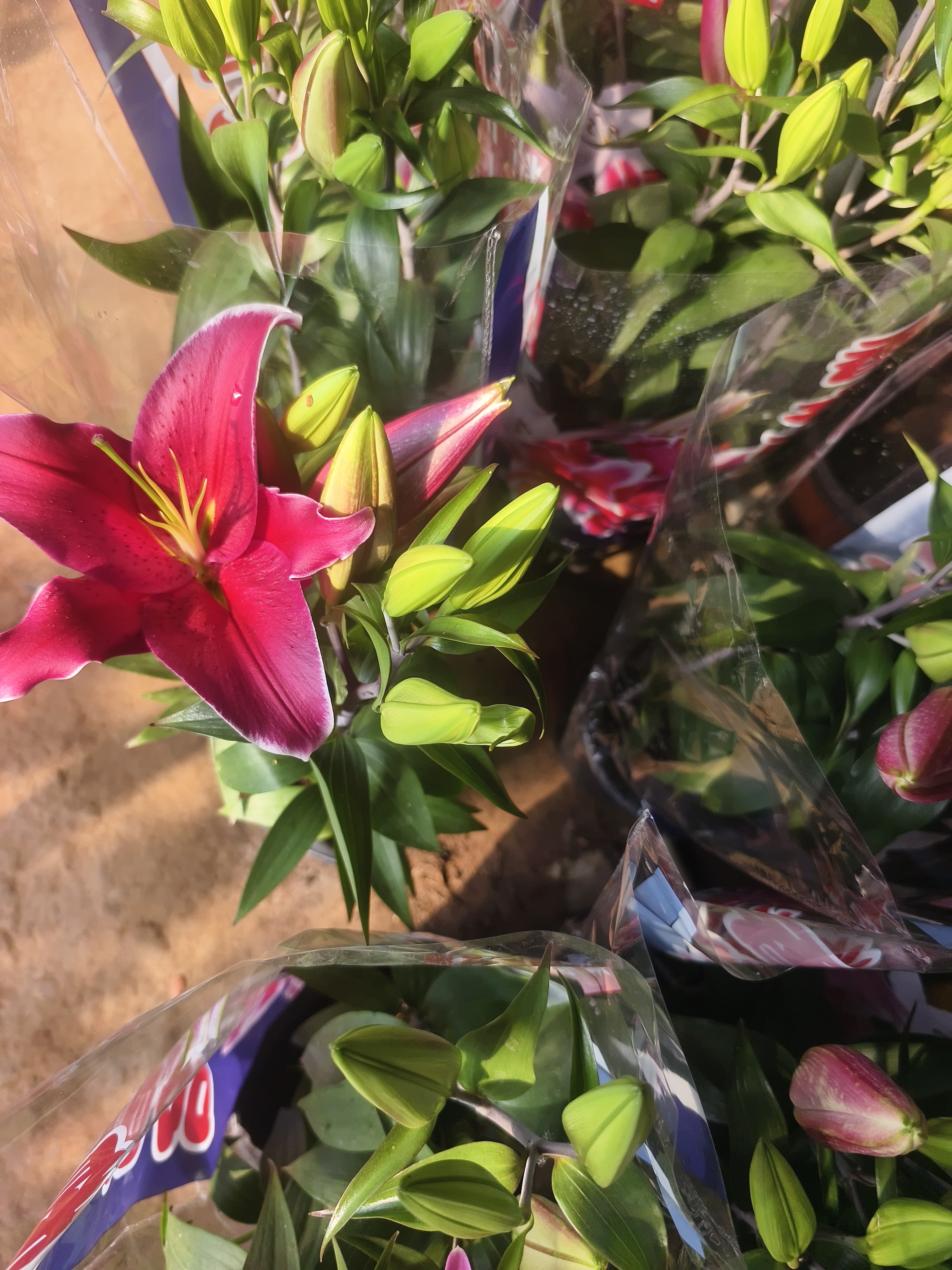 香水百合花盆栽苗室内客厅阳台绿植带花苞好养