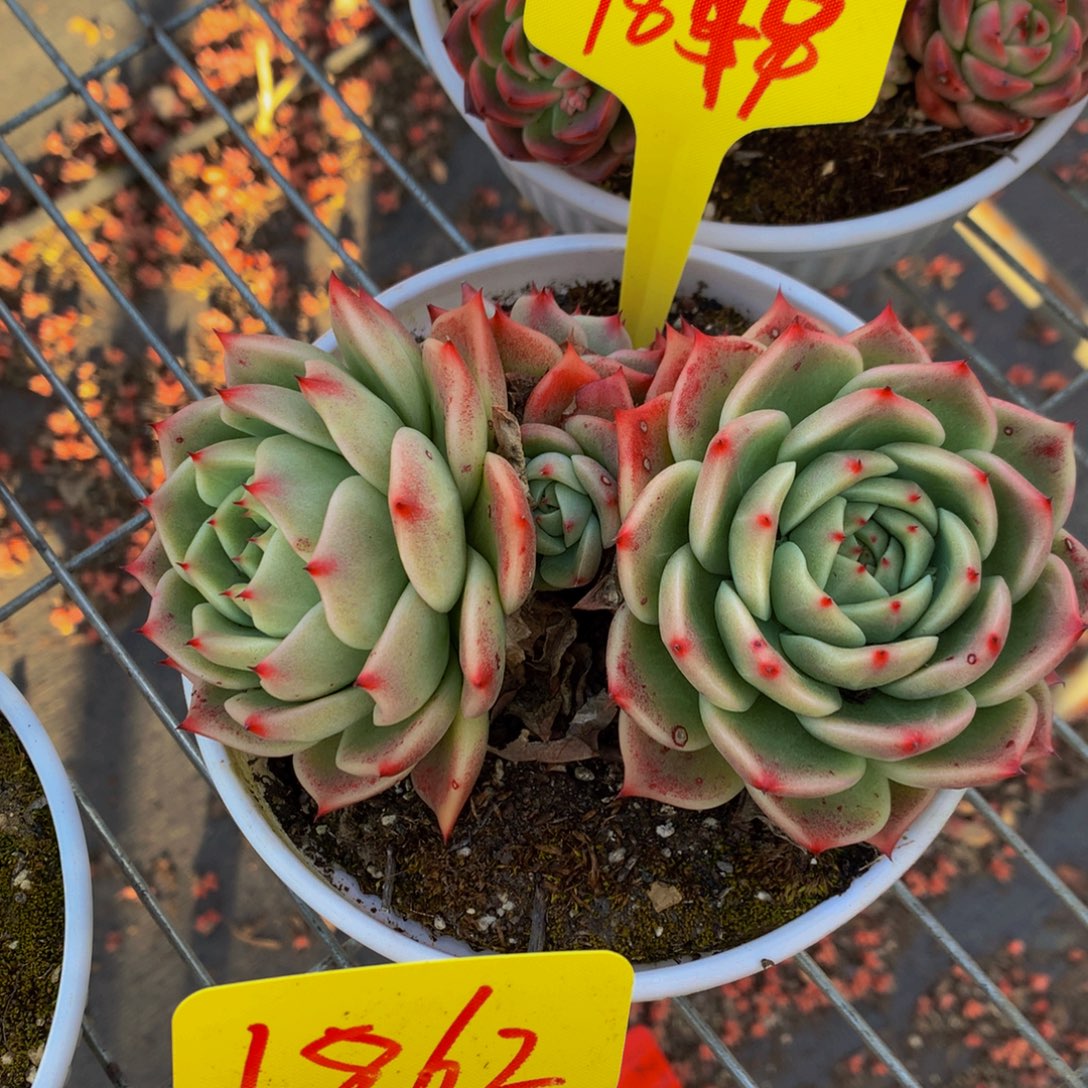 一物一拍1849-8-18