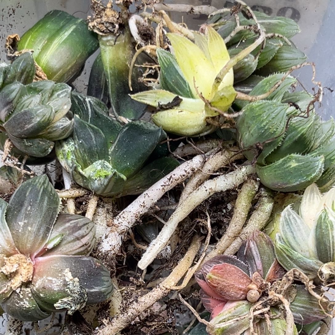 花***居十二卷多肉植物2079裸根