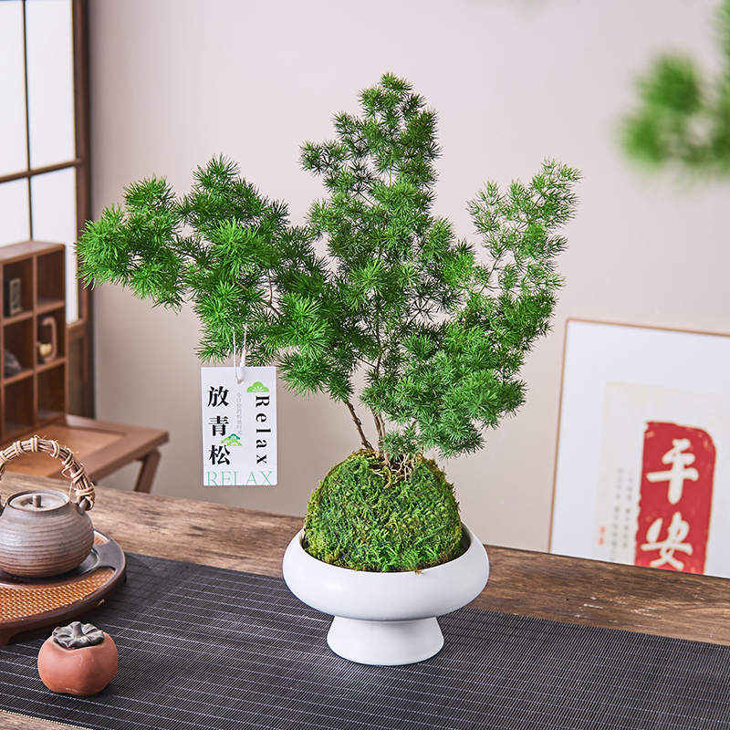 蓬莱松盆栽苔藓球水培植物办公室内好养绿植属猴旺宅招财绿植 