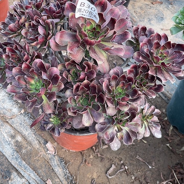 302灰原叶多肉法师多肉